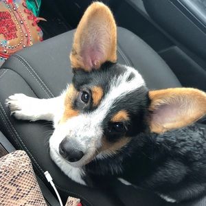 Meet your Posher, Rose